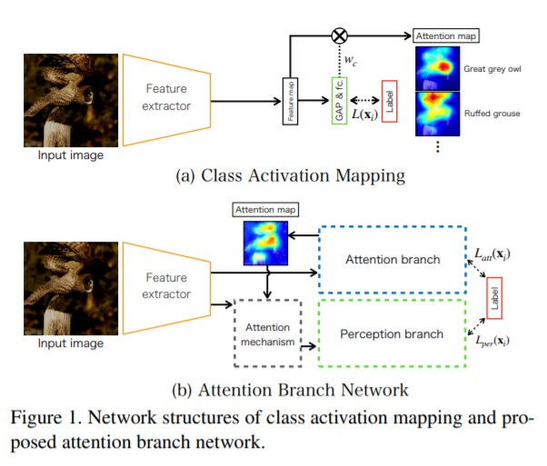 Network structures of CAM and ABN